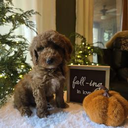 Black collar buddy - Red  male Goldendoodle puppy in Bristol, Tennessee from 4goldendoodles