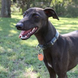 Coal - Italian Greyhound