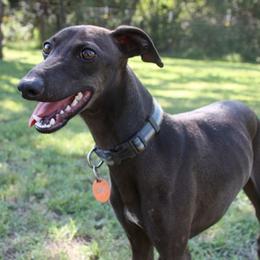 Coal - Italian Greyhound