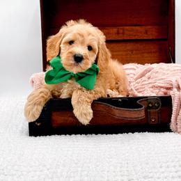 Alvin - Apricot male Goldendoodle puppy in North Carolina from NC Doodle Puppies