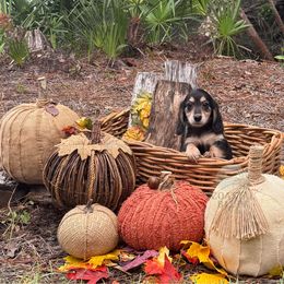 Natalia - Black and tan female Dachshund puppy in Woodbine, Georgia from Coastal Bluff Pups