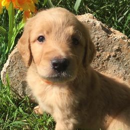 Goldendoodles from Connie’s Goldendoodles