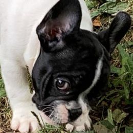 Bulldogs and French Bulldogs from Steeprocks Bullys