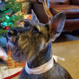 Anaya - Miniature Schnauzer