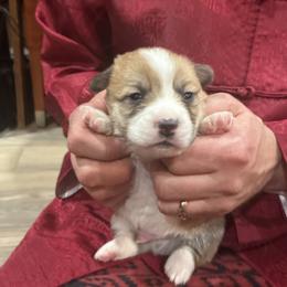 Dude - Red male Pembroke Welsh Corgi puppy in Delton, Michigan from CorGizmo