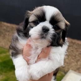 Peanut - Black gold and white male Shih Tzu puppy in Bakersfield, California from Little pumpkin Shih Tzu’s