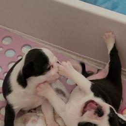 Boston Terrier Puppies from Cripple Creek Boston Terriers