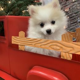 Pomeranian Puppies from Lovely Poms - Houston Pomeranians