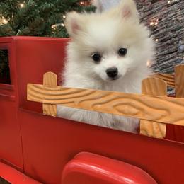 Pomeranian Puppies from Lovely Poms - Houston Pomeranians