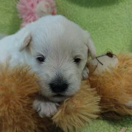 Otto - White male Miniature Schnauzer puppy in Carriere, Mississippi from Pea Patch Schnauzers