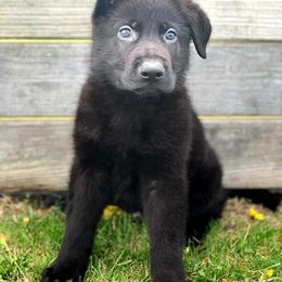 German Shepherd Puppies from My Bodyguard German Shepherd Dogs