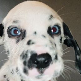 Lime green collar boy- both eyes blue - Dalmatian puppy in Waterloo, Iowa from Daisy's Dalmatians