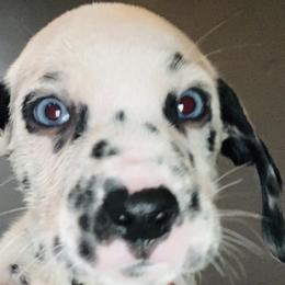 Lime green collar boy- both eyes blue - Dalmatian puppy in Waterloo, Iowa from Daisy's Dalmatians
