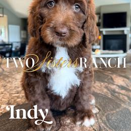 Indy - female Newfypoo puppy in Jackson, Missouri from Two Sisters Ranch, LLC