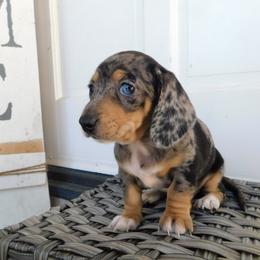 Pixie - Dapple female Dachshund puppy in Corona, California from M & M Doxies