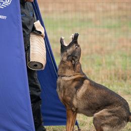 German Shepherd All Grown Up from Von Bairdhaus