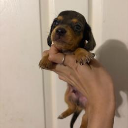 Bailey - Dapple male Dachshund puppy in Conroe, Texas from Dots Dachshunds