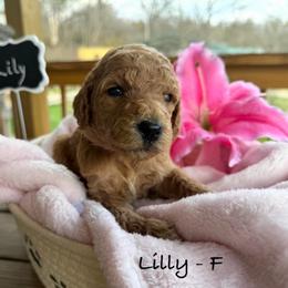Lilly - Apricot female Poodle puppy in Greenwich, New York from MizzElle’s Standard Poodles