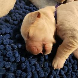 Mr. Purple - Golden male Golden Retriever puppy in Phoenix, Maryland from Tamarind Goldens