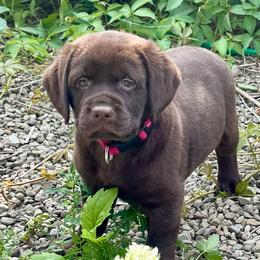 Anna May - Chocolate female Labrador Retriever puppy in Silver Springs, New York from Humehill