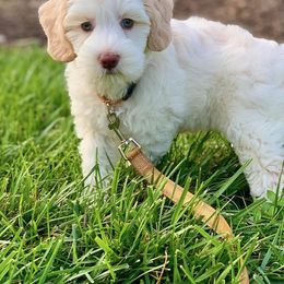 Australian Labradoodle Puppies from Bonzer Australian Labradoodles