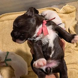 AKC pink ribbon - Liver female Miniature Schnauzer puppy in Greencastle, Indiana from Tiny Tushy Lodge