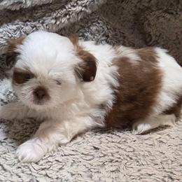 Cubby - Liver and white male Shih Tzu puppy in Parma, Idaho from SuLynnes Shih Tzus