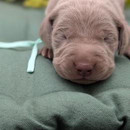 Callie - Silver gray female Weimaraner puppy in Evart, Michigan from Drehbar Weimaraners