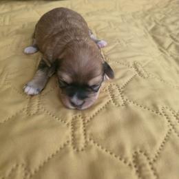 Boy2 - Red sable male Havanese puppy in Batesville, Arkansas from Hillbilly Havanese