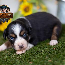 Majesty - Black tri female Miniature American Shepherd puppy in Granbury, Texas from Best Little Aussies
