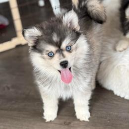 Cutie - Silver and white female Pomsky puppy in Lewiston, Minnesota from Family Pomsky