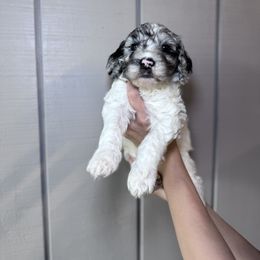 Bernedoodle, Bernese Mountain Dog, and Goldendoodle Puppies from Red Door Canines