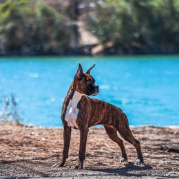 Idris - Brindle female Boxer puppy in Briggs, Texas from Dark Horse Boxers