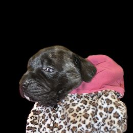 Mastiff Puppies from Eagle Pond Mastiffs