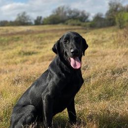 Lucy - Labrador Retriever