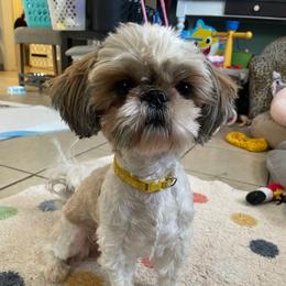Spot - Shih Tzu