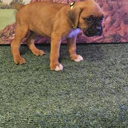 Boxer Puppies from Puppy Patch