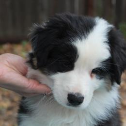Boy 4 - Black tri-color male Australian Shepherd puppy in Colfax, California from Haulin Aussies