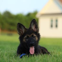 German Shepherd Puppies from Howixx German Shepherds