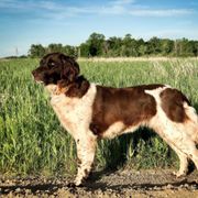 Kleine Munsterlander All Grown Up from Gould Hunting Dogs