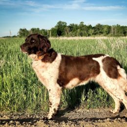 Kleine Munsterlander All Grown Up from Gould Hunting Dogs