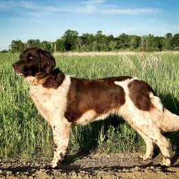 Kleine Munsterlander All Grown Up from Gould Hunting Dogs