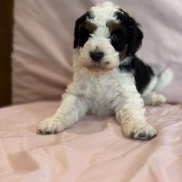 Ashland - Tri-color female Bernedoodle puppy in Longmont, Colorado from Colorado Miniature Bernedoodle Puppies