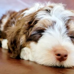 Aussiedoodle, Miniature Australian Shepherd, and Poodle Puppies from Fine and Dandy Aussiedoodles