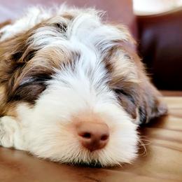 Aussiedoodle, Miniature Australian Shepherd, and Poodle Puppies from Fine and Dandy Aussiedoodles