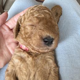 Pearl - Apricot female Goldendoodle puppy in Gilbert, Arizona from DogHouse Doodles