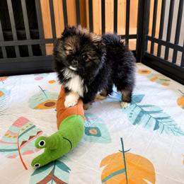 Waylon - Wolf sable male Pomeranian puppy in Cleveland, Georgia from Sourpatch Pomeranians