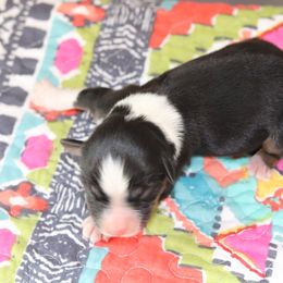 Miniature Australian Shepherd Puppies from Diamond D Mini Aussies