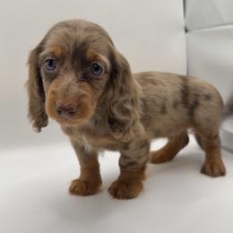 Faye - Dapple female Dachshund puppy in Barstow, California from Kindle & Burrow Dachshunds