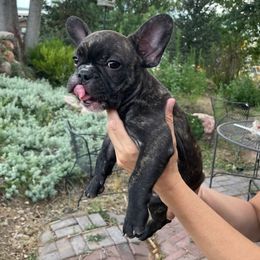 French Bulldogs from Fathom Frenchies